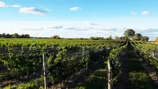 The Foreign Affair Winery