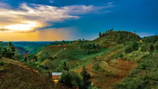 Kenya coffee