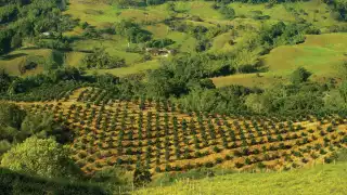 Colombia coffee