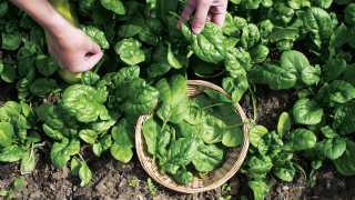 Growing salad greens in your indoor garden