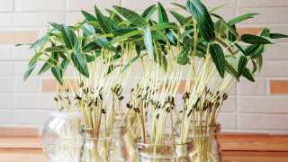 Growing bean sprouts in your indoor garden
