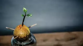 Growing an avocado tree in your indoor garden Growing an avocado tree in your indoor garden