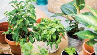 Growing your own salad greens and ingredients