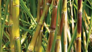 Appleton Estate Rum: sugarcane