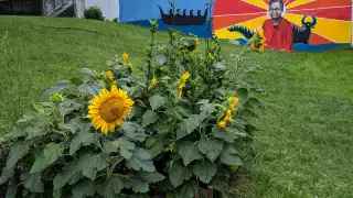 Chef Johl Whiteduck Ringuette Indigenous food sovereignty | Bickford park community garden with Pauline Shirt mural