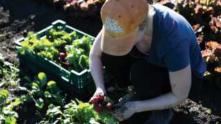 Someone harvesting produce for Fresh City Farms