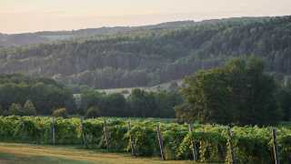 Canadian pét-nats | Benjamin Bridge vineyard at sunrise