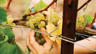 Grapes at Trail Estate Winery Grapes at Trail Estate Winery