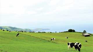 EU Grazing | Rollings hills and cows in the Azores
