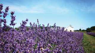 Canadian mead: Lavender fields