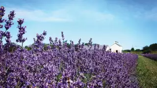 Canadian mead: Lavender fields Canadian mead: Lavender fields