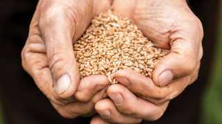 Blue Zone diet | a handful of grains