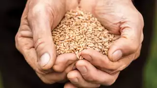Blue Zone diet | a handful of grains