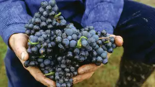 Wines of Germany | Spätburgunder is German for pinot noir Wines of Germany | Spätburgunder is German for pinot noir