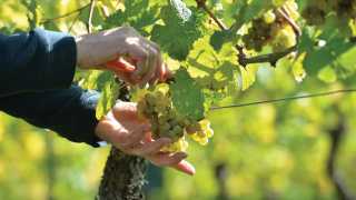 Wines of Germany | Riesling grapes
