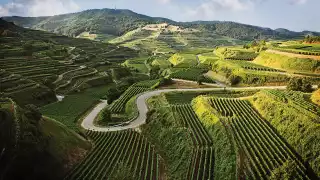 Wines of Germany | Germany is one of the world's most prolific wine producers