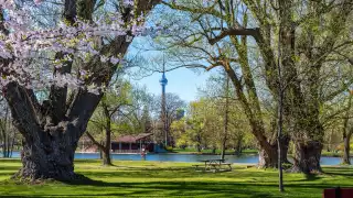 Things to do in Toronto this June | Cherry blossom trees frame a view of the CN Tower
