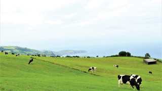 Azorean cheese from Portugal's Azores islands | Cows grazing