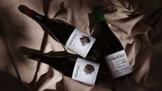 Vinatigo Canary Wines | Vinatigo wines