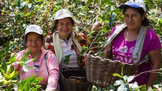 Sister's Story coffee | Three women in Peru picking coffee beans