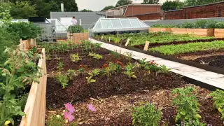 Avling, Leslieville's sustainable brewery | Rooftop garden