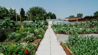 Avling, Leslieville's sustainable brewery | Rooftop garden in summer