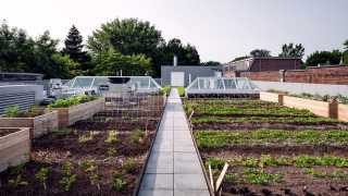 Avling, Leslieville's sustainable brewery | Rooftop garden in spring