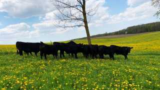 Greener Grazing meat delivery in Toronto | Cattle spend time in the fresh green grass
