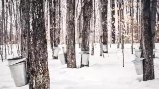 The history of maple syrup in Canada | Maple trees being tapped for sap