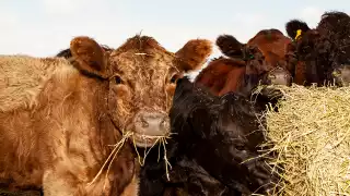 Willibald Farm Distillery and Brewery in Ayr, Ontario | Cows on the farm