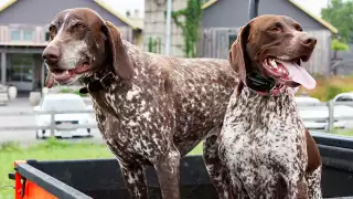 Willibald Farm Distillery and Brewery in Ayr, Ontario | Dogs welcome