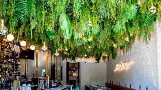 Best bars in Toronto | Lush greenery hangs from the ceiling at Reyna on King