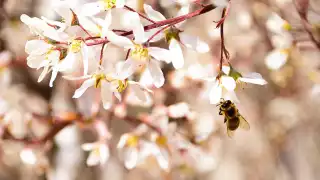 Honey and honeycomb | A bee sips from a flower