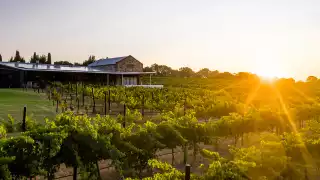 The sun shines over the vineyards at Angove Family Winemakers