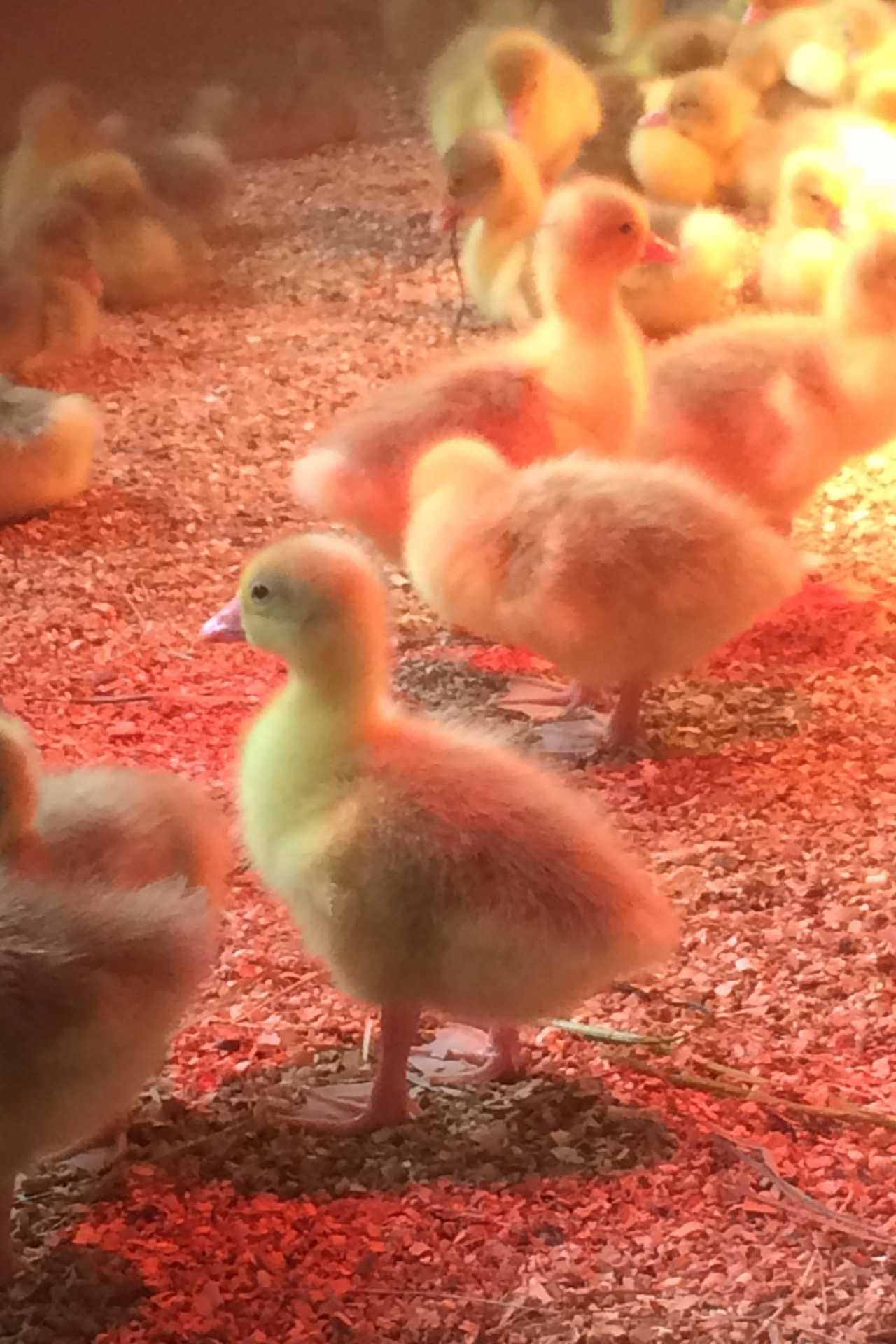 Ethical foie gras | ducklings on Mariposa Farm