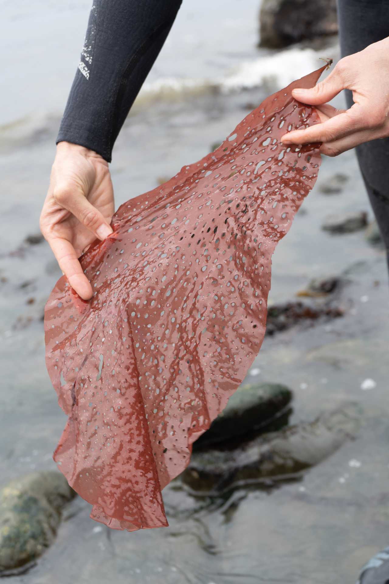 Seaweed benefits | Amanda Swinimer, owner of Dakini Tidal Wilds, holding seaweed