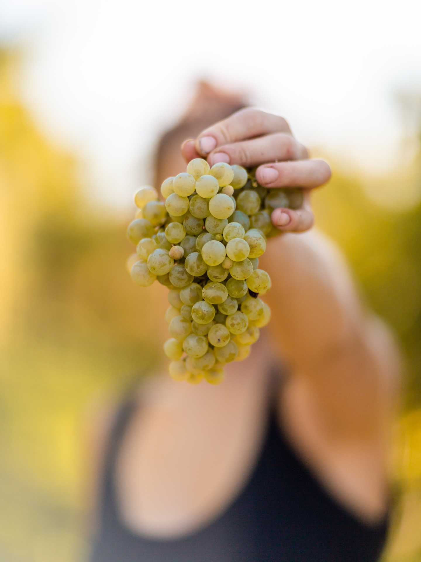 Val d’Oca Prosecco | Harvesting the grapes