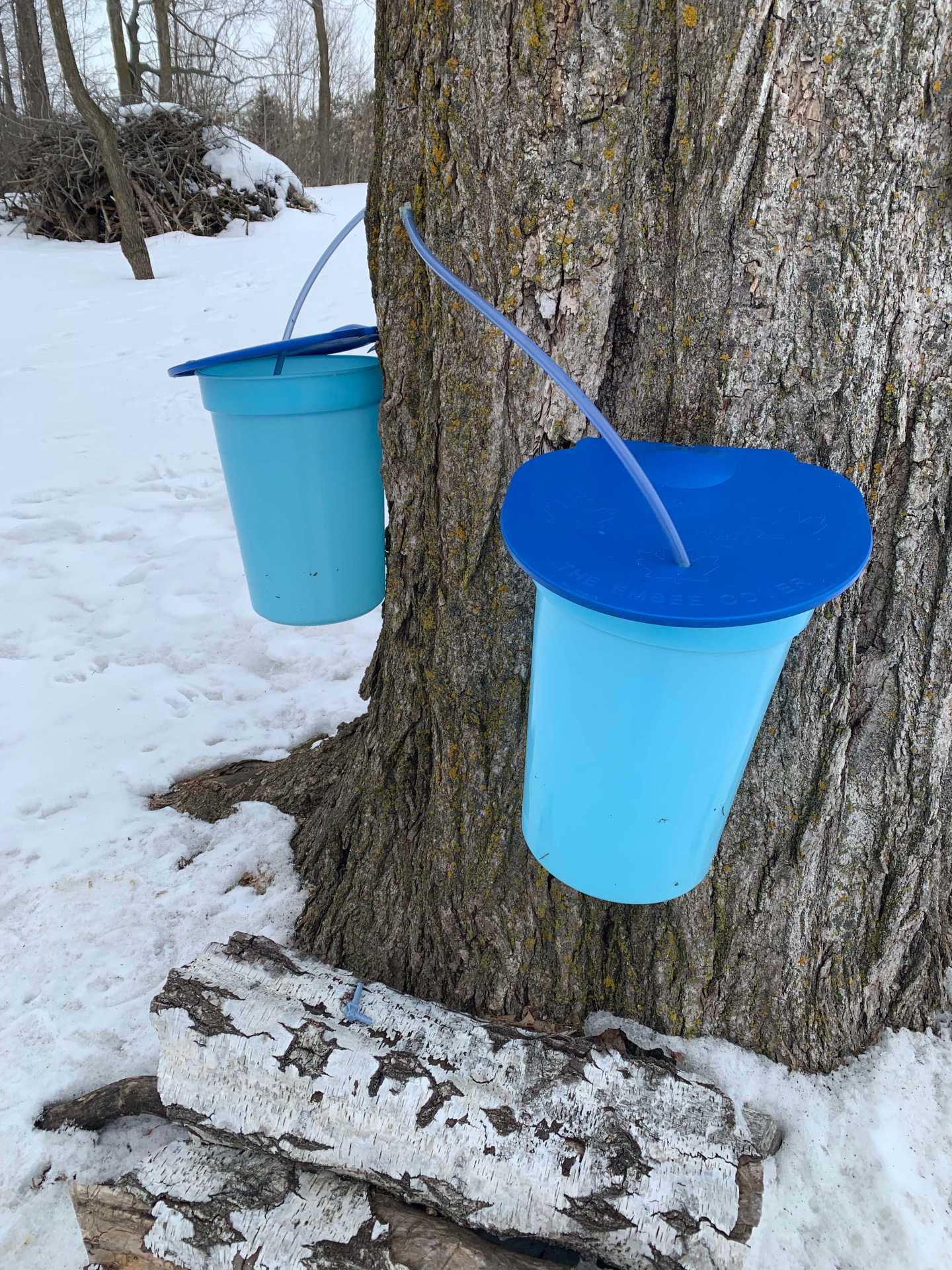 Rural Route Tour Co. maple syrup farm tour | Buckets collecting sap from a maple tree