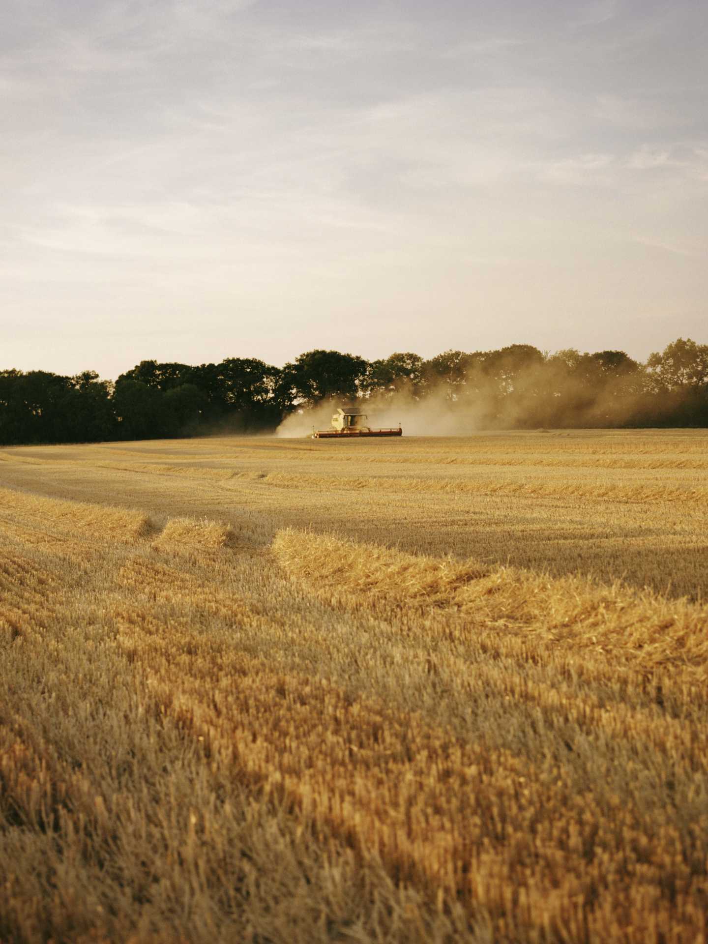 Harvesting wheat at sunset at Ramsbury Distillery