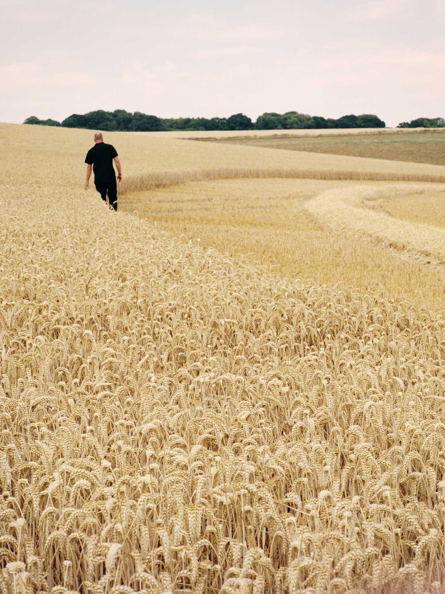 A man walking thread a field of wheat at Ramsbury Distillery