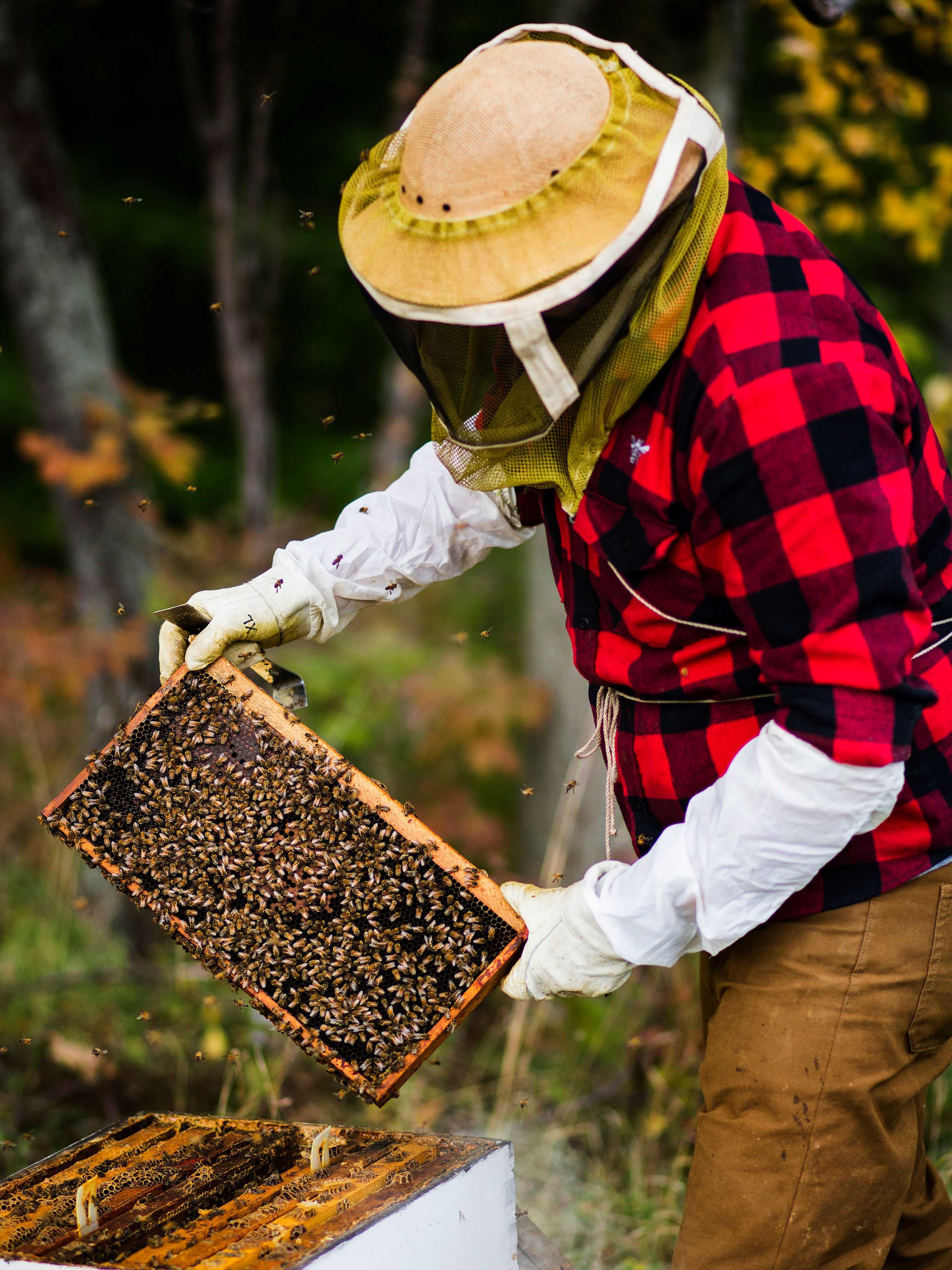 The buzz about honey and Foodism TO