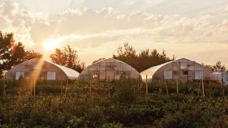 Fresh City Farms greenhouses