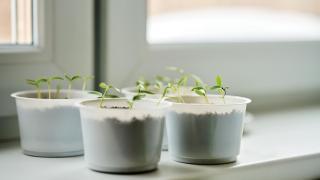 Things to do in Toronto this June | Growing vegetables and herbs on a window sill indoors