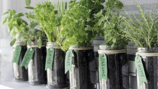 Things to do in Toronto this June | Growing vegetables and herbs indoors