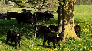 Greener Grazing meat delivery in Toronto | Calves graze in the pasture