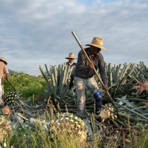 Farmers harvesting agave plants to make tequila