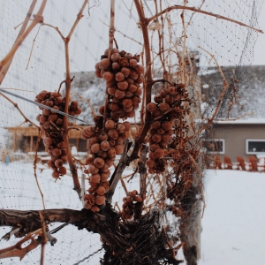 A bunch of icewine grapes on a fence