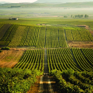 Beautiful vineyards in Sicily, Italy