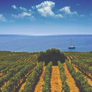 A vineyard and a sailboat on the ocean in Sicily, Italy