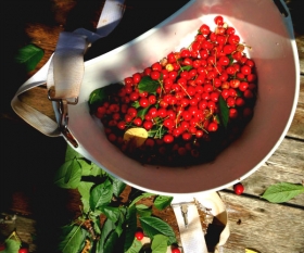 UrbanHarvesting-Widget